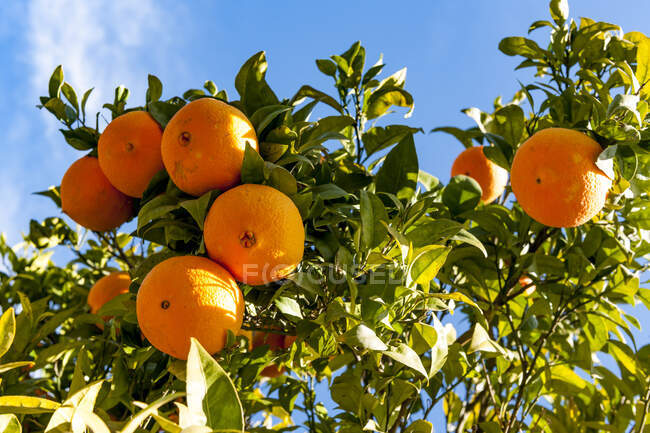 Naranjas maduras creciendo en naranjos - foto de stock