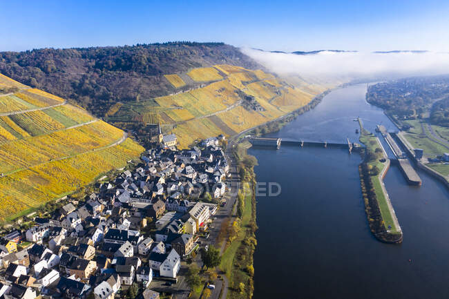 Germany, Rhineland-Palatinate, Zeltingen-Rachtig, Town and vineyards by Moselle in autumn, aerial view — Stock Photo