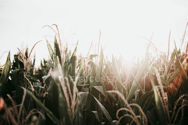 Green grass in the field — Stock Photo