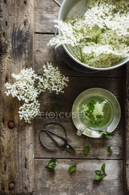 Cazuela con flores frescas de saúco y taza de té de flor de saúco con menta - foto de stock