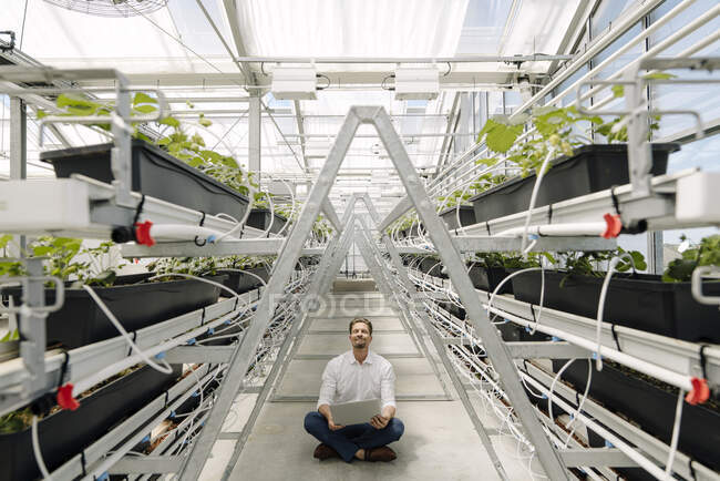 Empresario usando laptop mientras está sentado en medio de plantas en invernadero - foto de stock