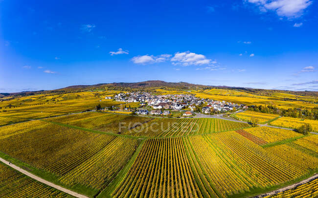 Germany, Hesse, Oestrich-Winkel, Helicopter вид на сільське місто в оточенні жовтих осінніх виноградників. — Stock Photo