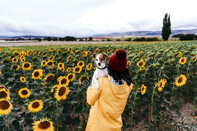 Jovem mulher em pé na frente do campo de girassol com cão de estimação nas mãos — Fotografia de Stock