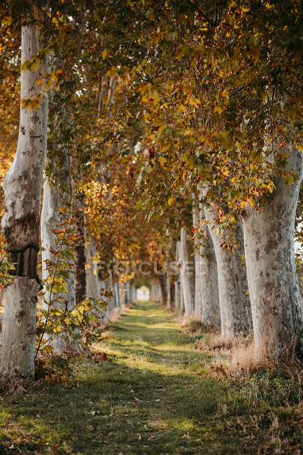 Hermoso camino cubierto de árboles en el bosque - foto de stock