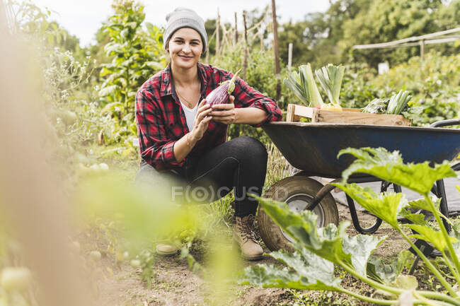 Smiling woman picking eggplant while crouching by wheelbarrow in vegetable garden — Fotografia de Stock