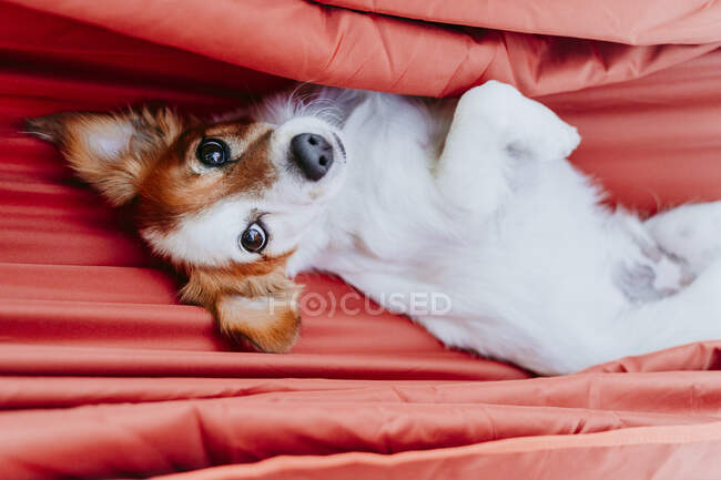 Direttamente sopra la vista del cucciolo sdraiato in amaca arancione — Foto stock