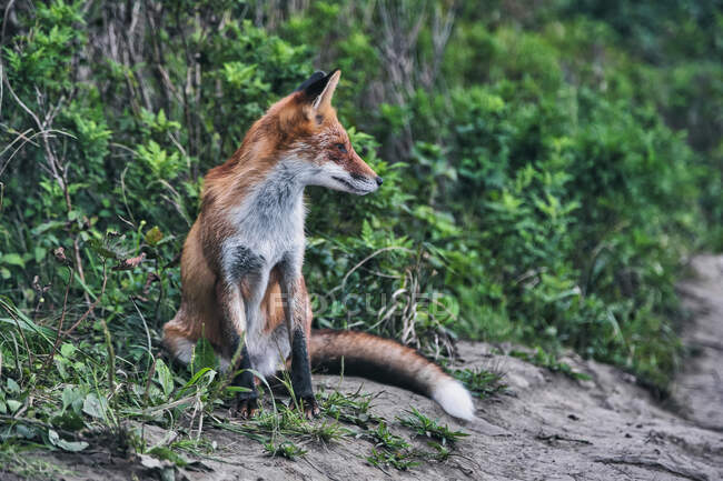 Fox sentado en el bosque - foto de stock