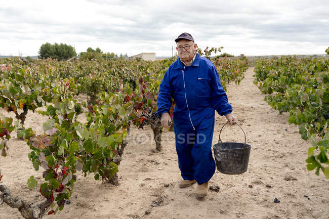 Старший чоловік несе відро винограду під час прогулянки в винограднику — стокове фото