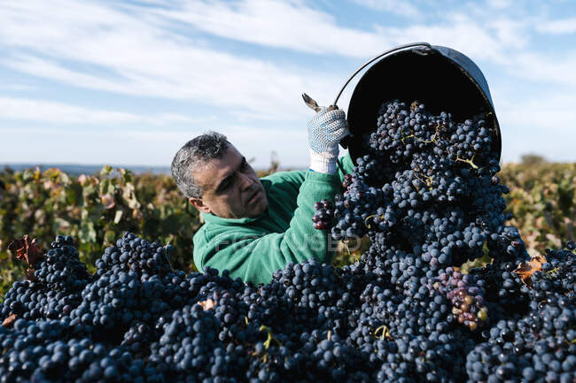 Granjero macho maduro vertiendo uvas negras en remolque en viñedo - foto de stock