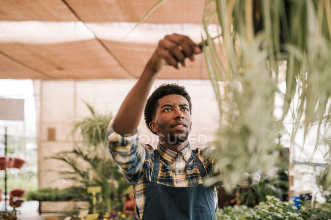 Young male worker cutting leaves from plant hanging in greenhouse — Foto stock