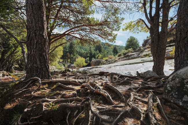 Terra per fiume coperta di alberi radici nella foresta a La Pedriza, Madrid, Spagna — Foto stock