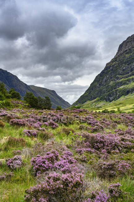 Nuvens sobre urze florescendo em Glen Coe — Fotografia de Stock