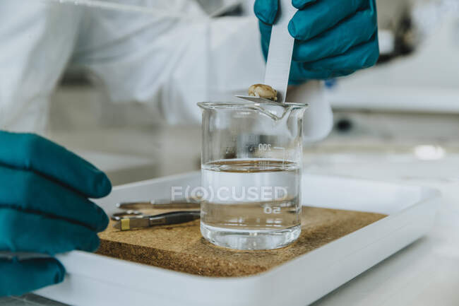 Científico eliminando el cerebro de roedores de solución líquida en laboratorio - foto de stock