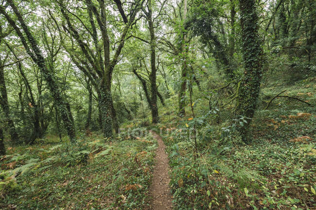 Footpath amidst green plants and trees growing in lush forest — Stock Photo