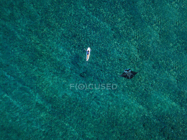Vista aérea de manta ray nadando ao lado de surfista solitário — Fotografia de Stock