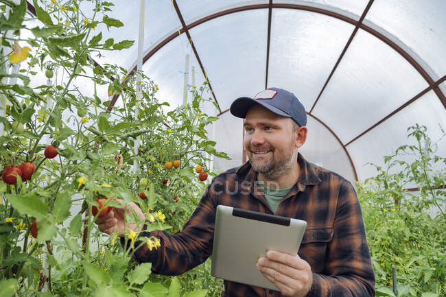 Uomo sorridente che utilizza tablet mentre esamina il pomodoro in serra — Foto stock