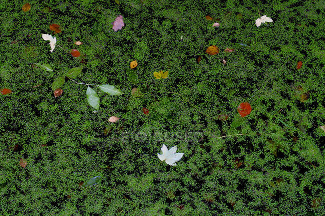 Umgestürzte Herbstblätter liegen auf grünem, bemoosten Waldboden — Stockfoto