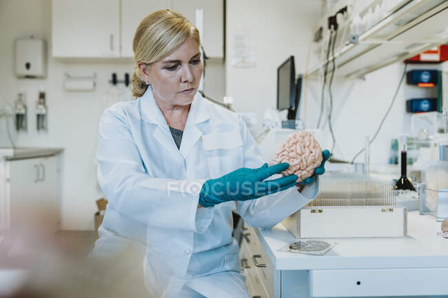 Scientist looking at artificial human brain while sitting at laboratory — Stock Photo