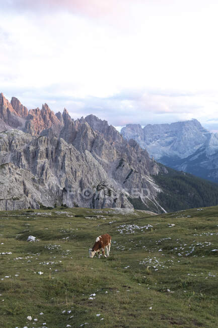 Cow grazing on meadow against Dolomites during sunset, Sesto Dolomites, Alto Adige, Italy — Stock Photo