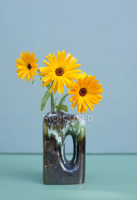 Caléndulas amarillas floreciendo en jarrón — Stock Photo