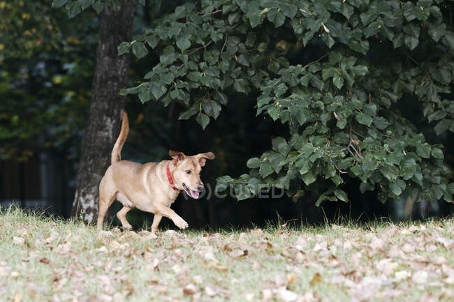Собака гуляє в громадському парку — стокове фото