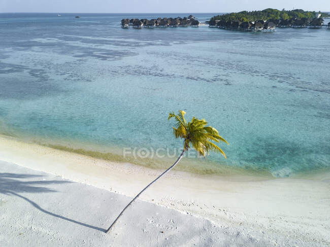 Single palm tree on tropical island with bundalows in background, aerial view — Stock Photo