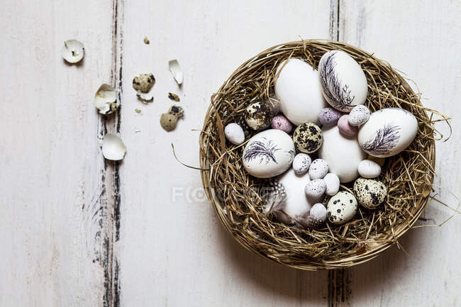Птичье гнездо, полное перепелов и пасхальных яиц — стоковое фото