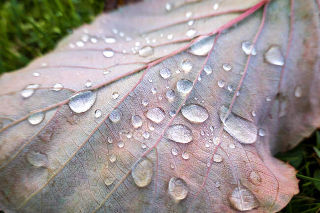 Gotas de lluvia en la hoja de otoño - foto de stock