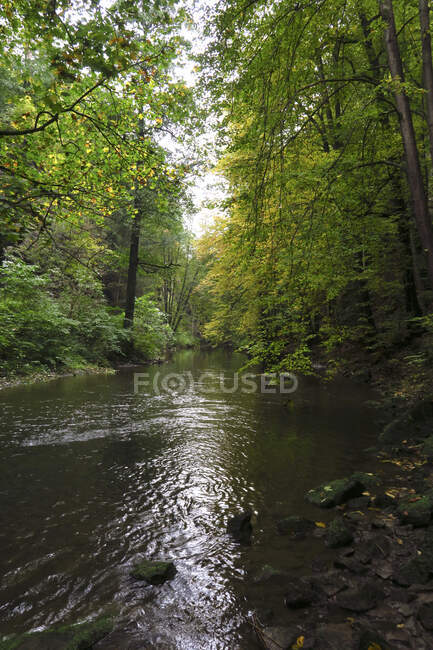 Wesenitz fließt durch saftigen Herbstwald im Liebethaler Grund — Stockfoto