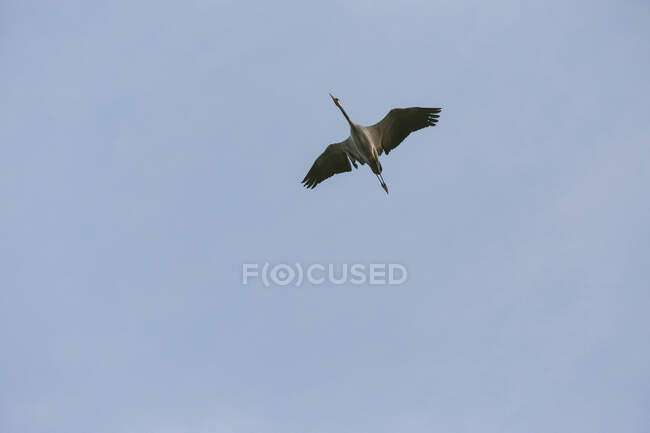 Germany, Brandenburg, Linum, Crane flying against clear blue sky — Stock Photo
