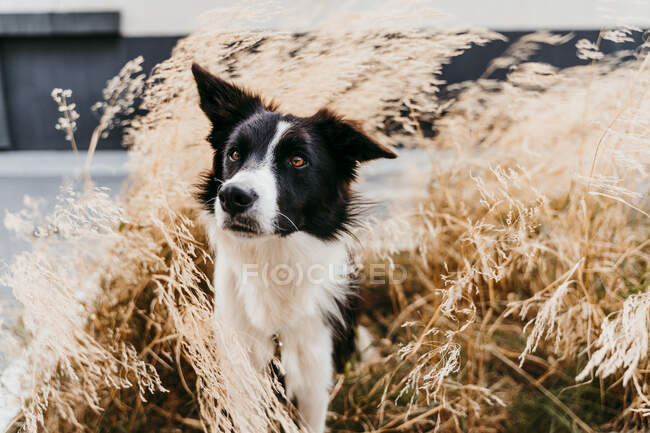 Confine coolie cane in piedi tra le foglie — Foto stock