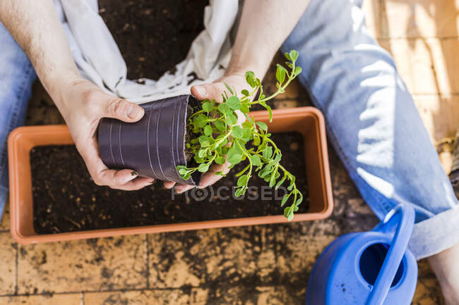 Взрослая женщина держит растение, сидя на балконе — стоковое фото