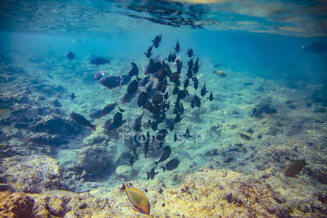Vista subaquática da escola de peixes nadando em águas claras do Mar Arábico — Fotografia de Stock