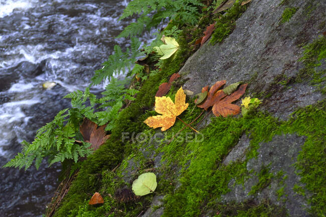 Outono caído folhas deitado na superfície de pedra com o rio da floresta fluindo no fundo — Fotografia de Stock