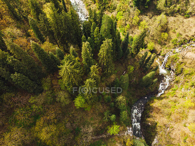 Drone view of clear stream flowing through alpine forest in autumn — Stock Photo