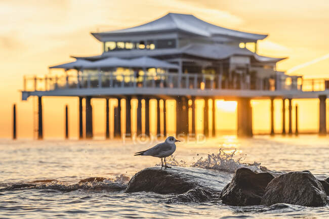 Germania, Schleswig-Holstein, Timmendorfer Strand, Gabbiano dalla testa nera (Chroicocephalus ridibundus) in piedi sulle rocce costiere all'alba con la casa da tè sullo sfondo — Foto stock
