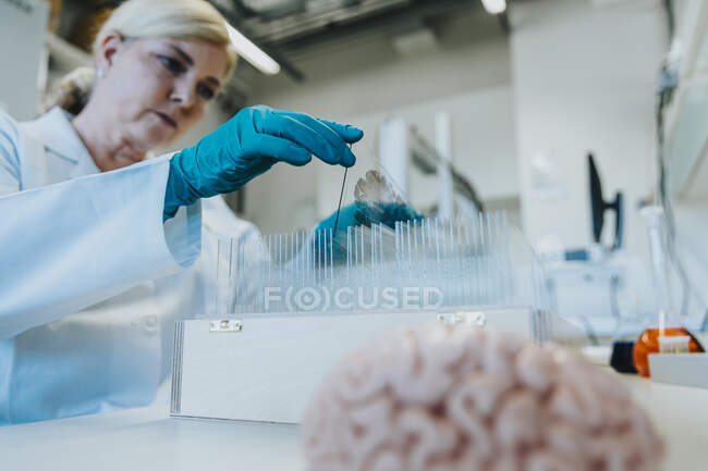 Жінка знімає слайд людського мозку з коробки, стоячи в лабораторії. — стокове фото