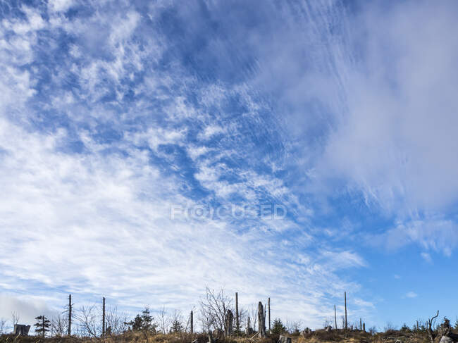Blue sky over Bavarian Forest — Stock Photo