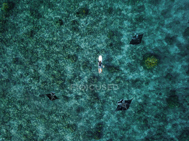 Vista aérea de manta ray nadando junto al surfista solitario - foto de stock