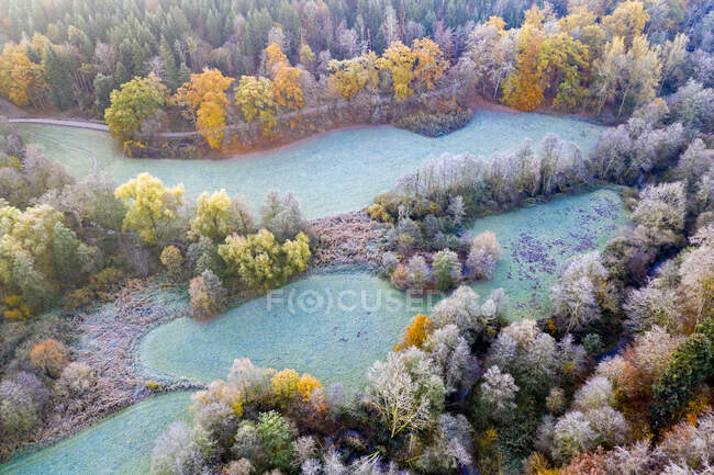 Drone view of turquoise patches of grass in autumn forest at dawn — Stock Photo