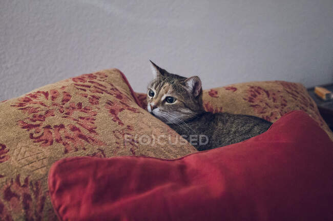 Carino gatto sdraiato in mezzo di cuscino a casa — Foto stock