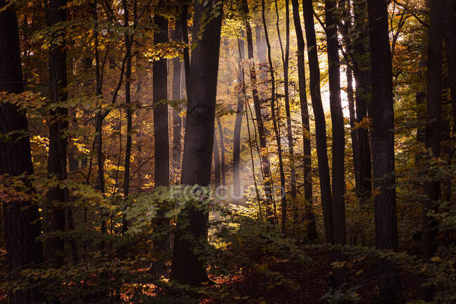 Осенние деревья в лесу на закате, Бавария, Европа, Германия — стоковое фото