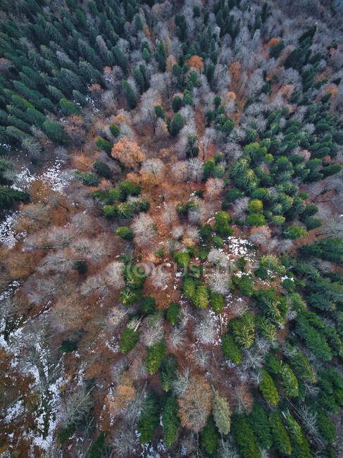 Aerial view of autumn forest — Stock Photo