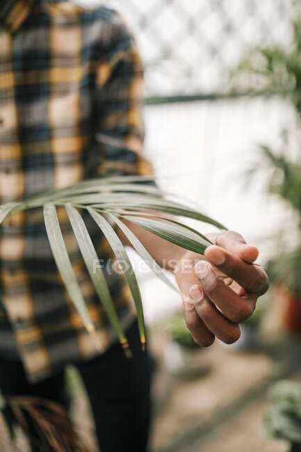 Чоловік торкається свіжого листя, стоячи в оранжереї. — стокове фото