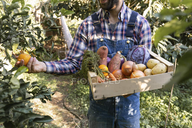 Jeune agriculteur mâle ramassant des oranges de la plante dans la ferme — Photo de stock
