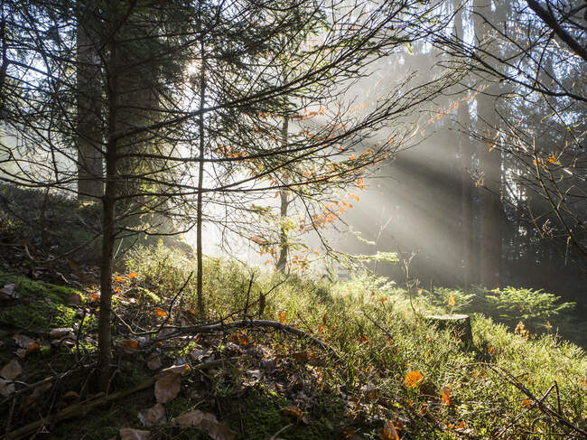 Лесные деревья, освещенные восходящим солнцем — стоковое фото