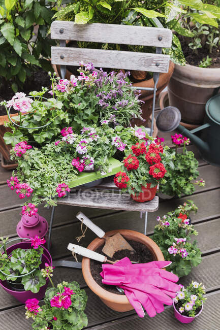 Розовые и красные цветущие цветы, выращиваемые на балконе — стоковое фото