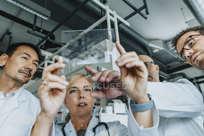 Науковці, стоячи в лабораторії, досліджують мозок людини. — стокове фото