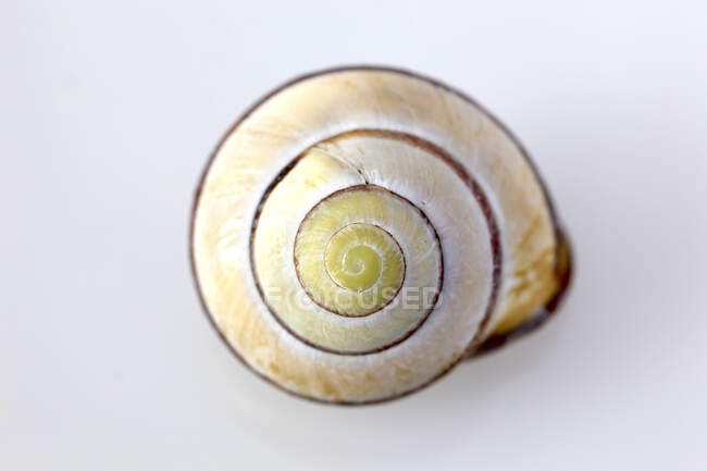 Spiral of yellow snail shell — animal, white background - Stock Photo |  #481507986