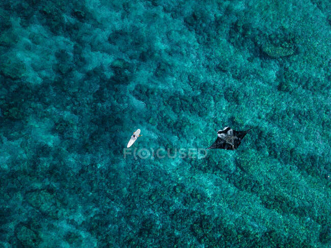 Vista aérea de manta ray nadando ao lado de surfista solitário — Fotografia de Stock